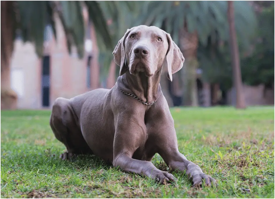 Do Weimaraner Dogs Shed a Lot