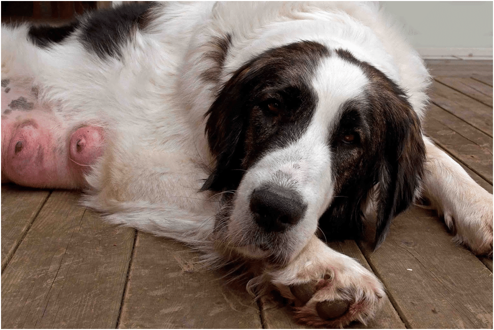 Great Pyrenees with Osteoarthritis