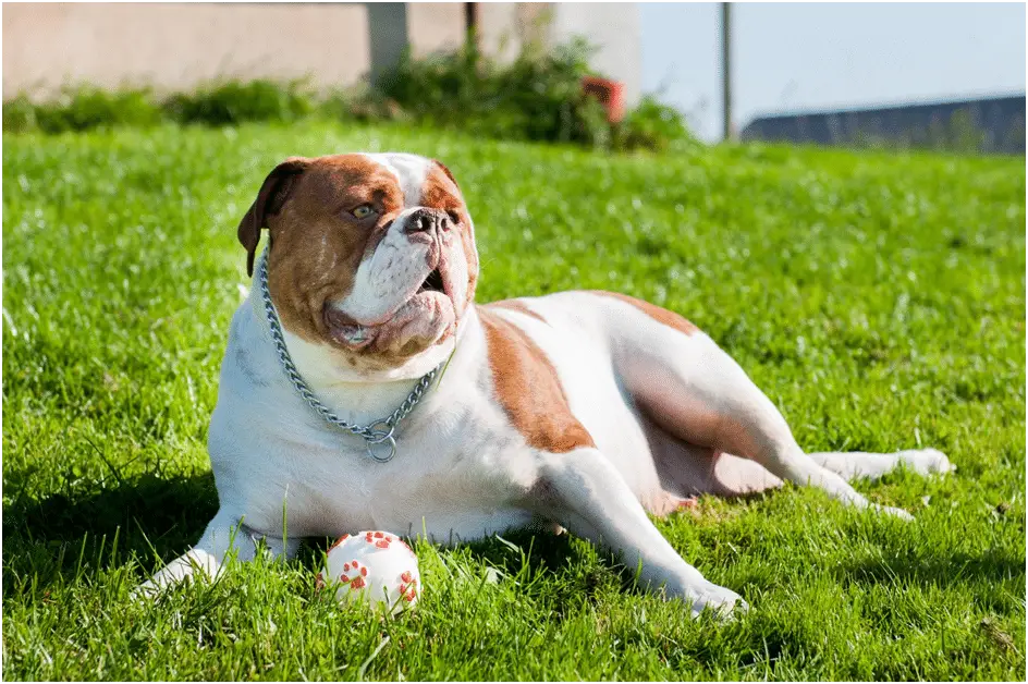 What is the Lifespan of an American Bulldog