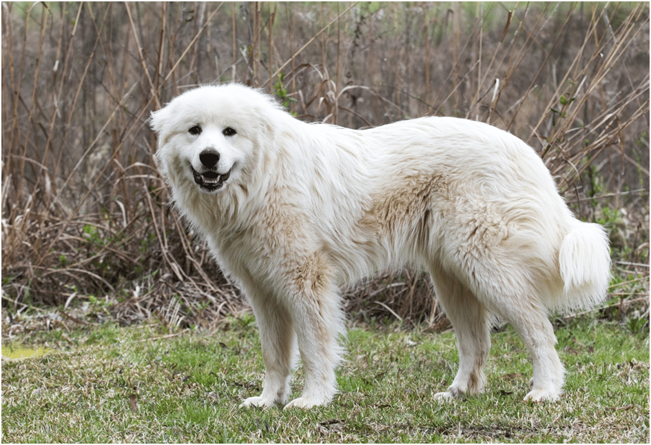 Great Pyrenees fully grown