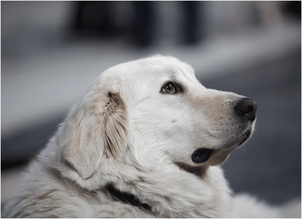 Great Pyrenees health problems
