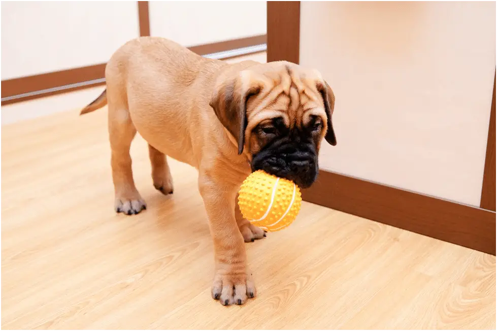Bullmastiff puppy in an apartment with a ball in his mouth