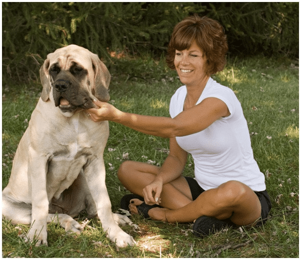 Other factors for successful training of your Mastiff