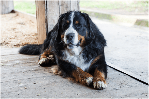 Large Bernese Mountain Dog relaxing