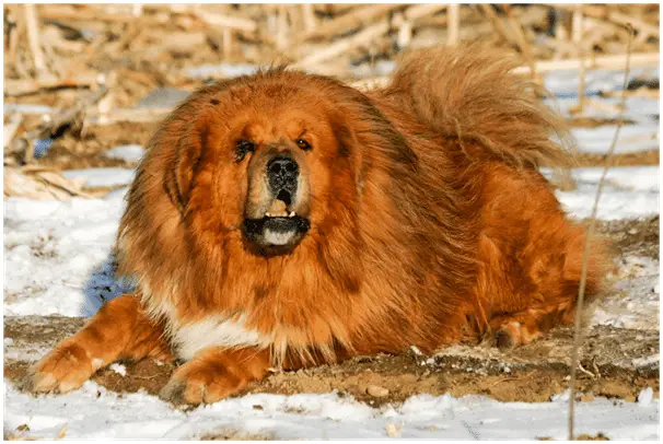 Large Tibetan Mastiff drooling