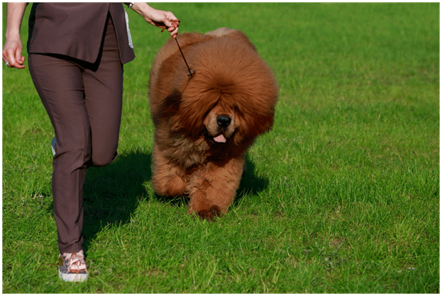 Large Tibetan Mastiff with its owner