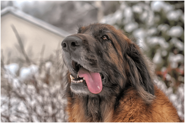 Leonberger drooling after eating