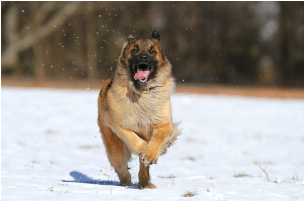 Leonberger drooling while exercising