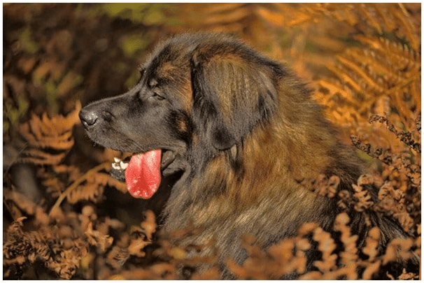 Leonberger drooling