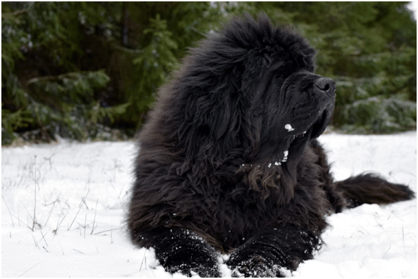Newfoundland dog in cold