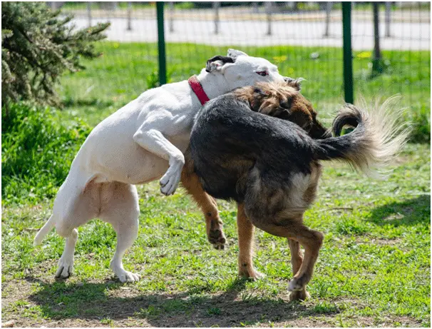 Pitbull aggressive towards dog