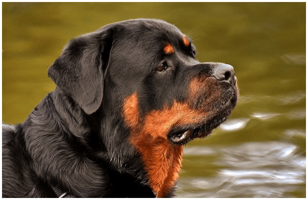 Rottweiler dog staring at a Doberman