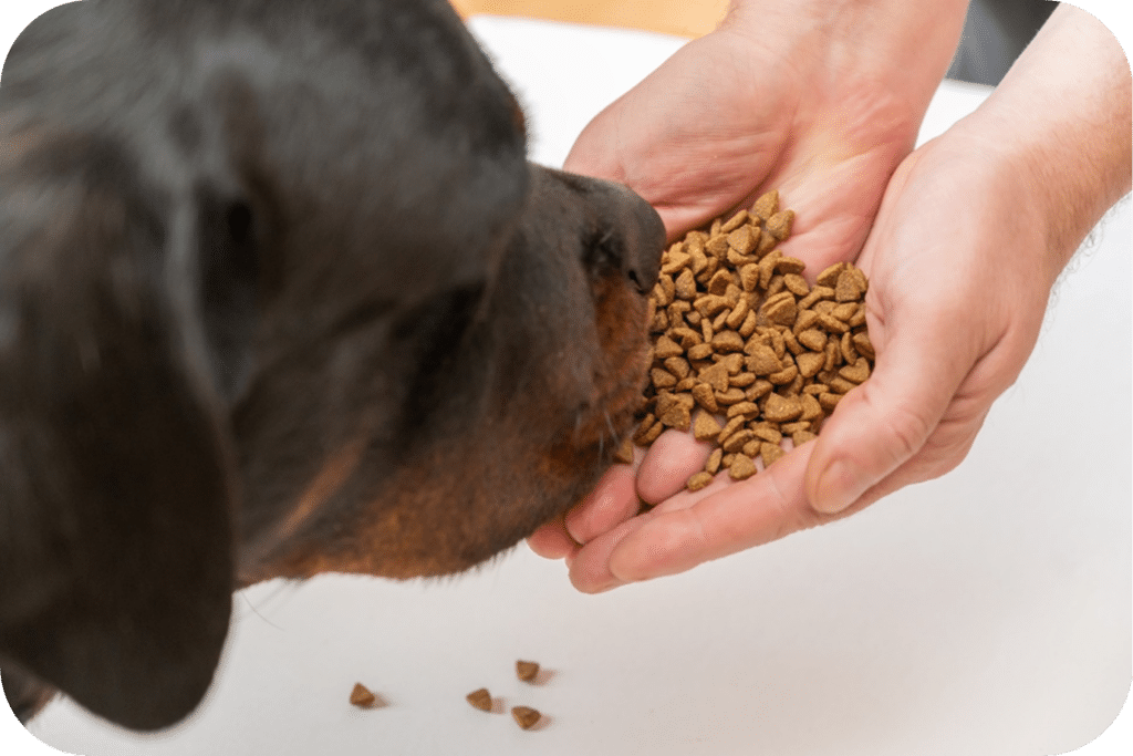 Rottweiler eating