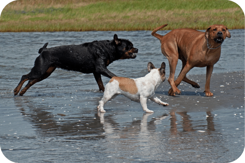 Rottweiler exercising with dogs