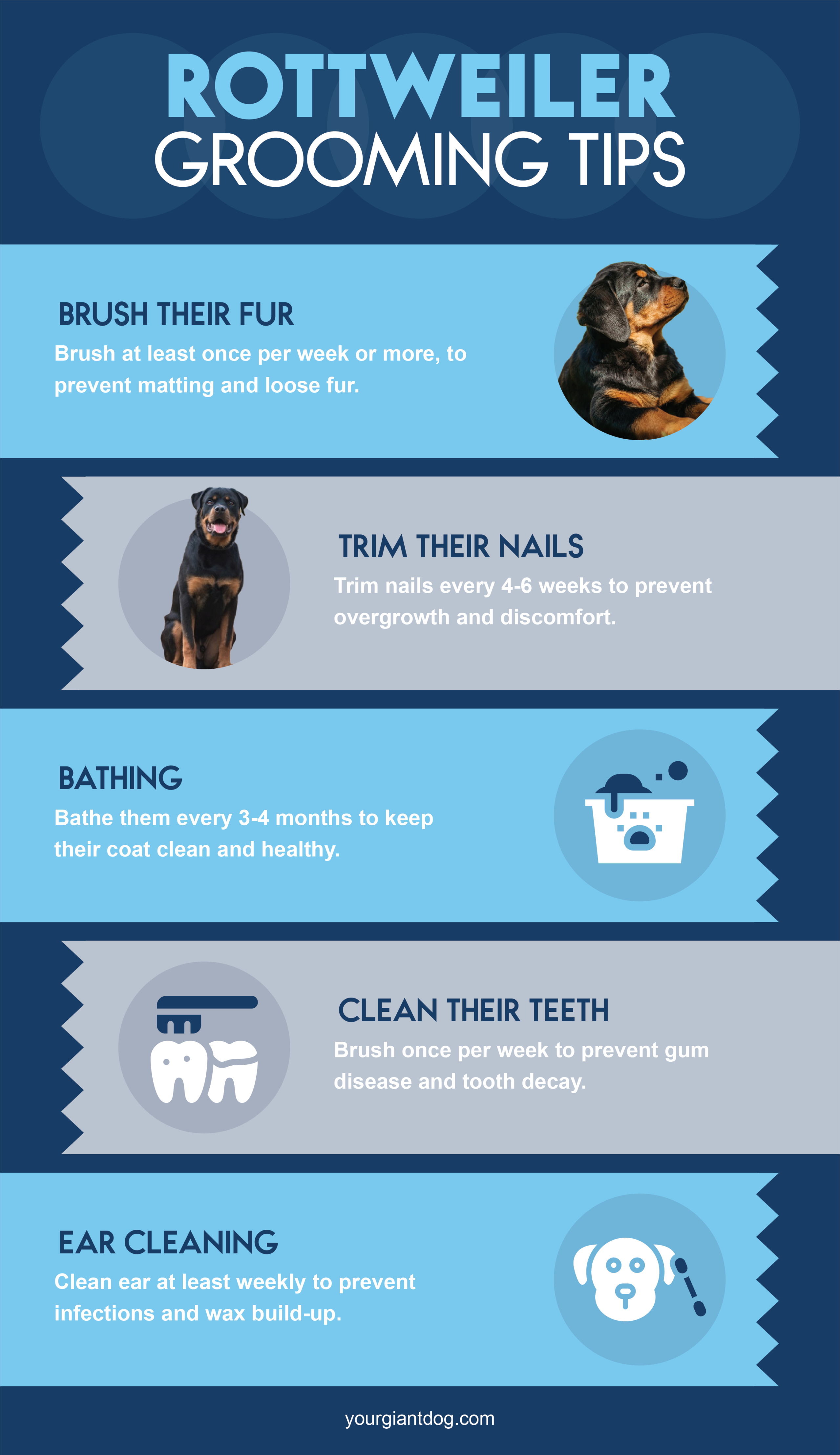 Rottweiler Grooming Tips 2023