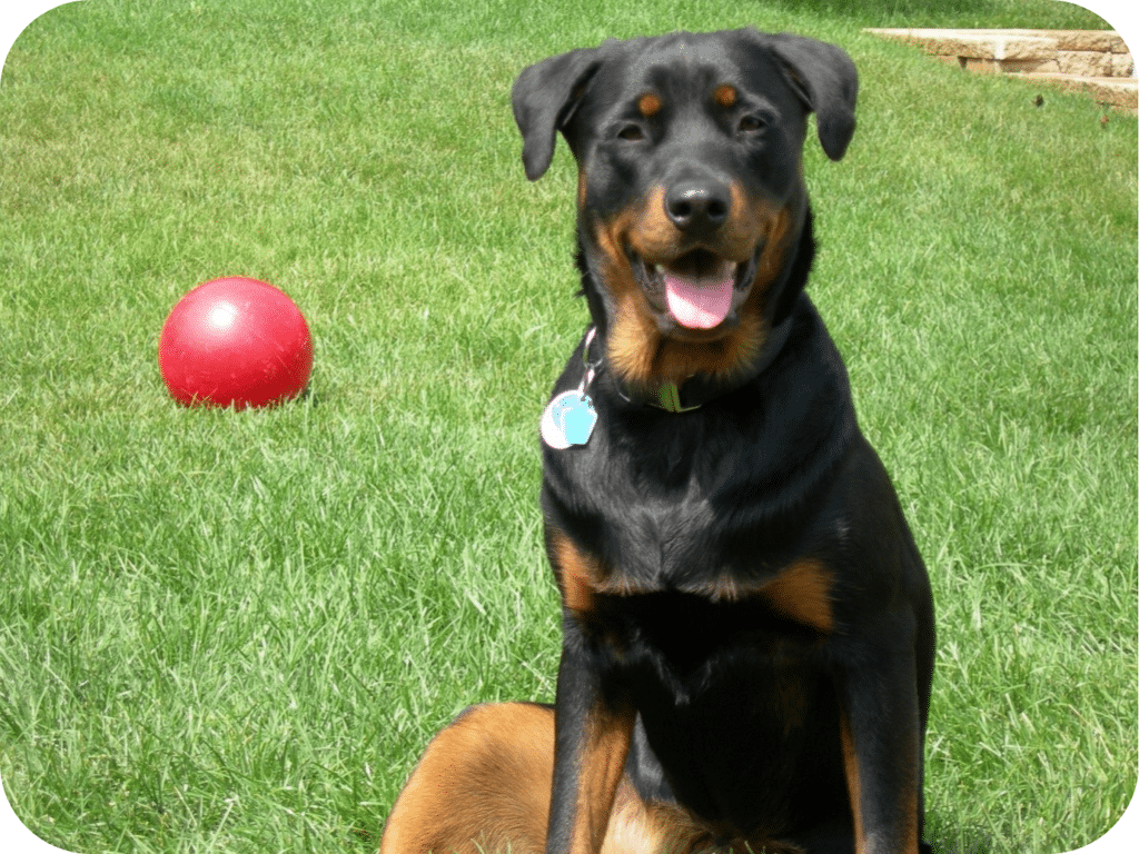 Rottweiler relaxed demeanor