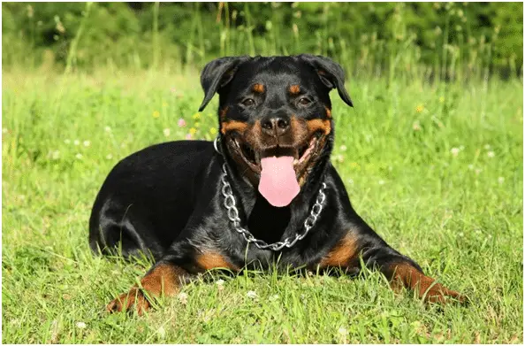 Do Rottweilers and Dobermans get along