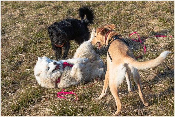 Samoyed with dogs