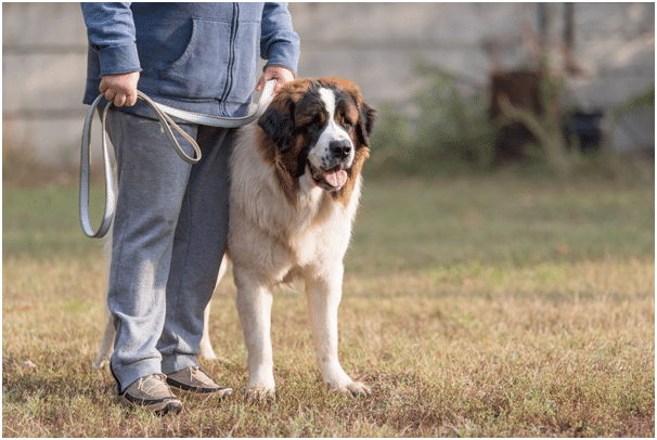 St Bernard dog with trainer