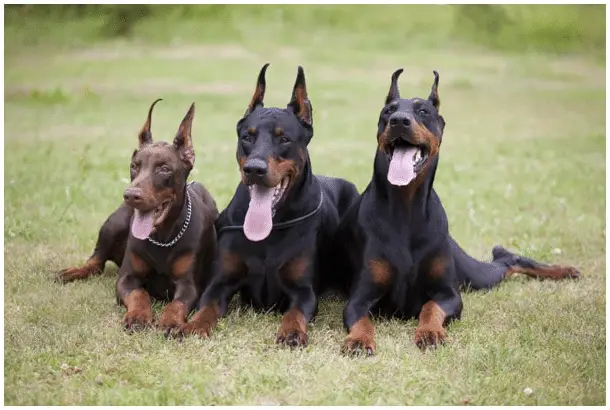 Three Doberman dogs are sitting on grass smiling