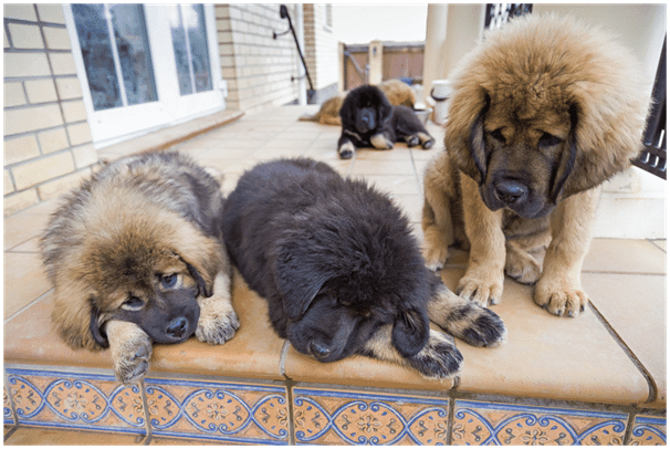 Are Tibetan Mastiffs Good with other Dogs