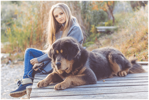 Tibetan Mastiff dog and a girl