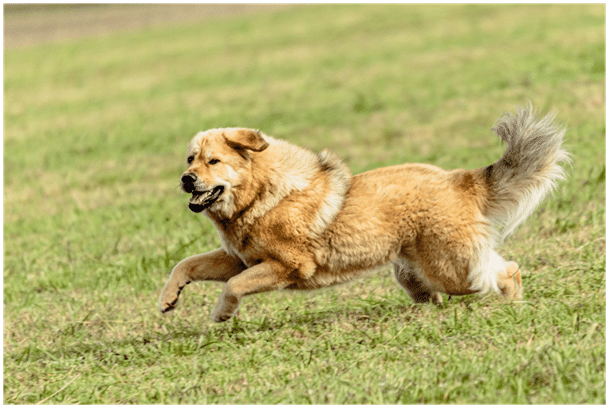 Tibetan Mastiff exercising on grass