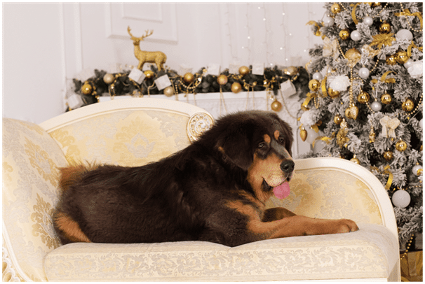 Tibetan Mastiff on couch