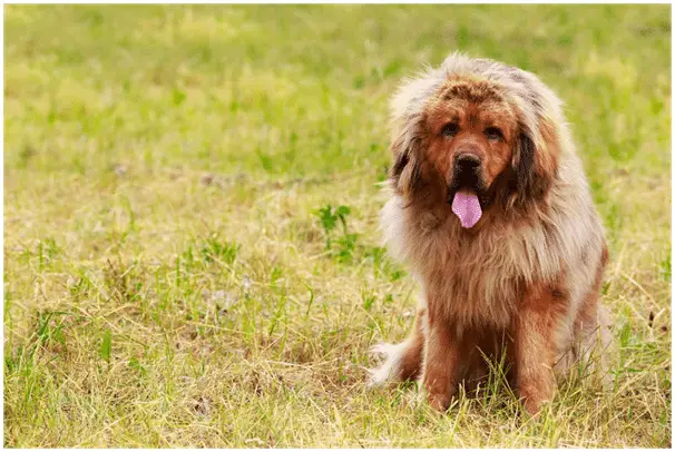 Can a Tibetan Mastiff live in hot weather