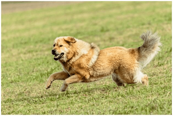 How fast can a Tibetan Mastiff run