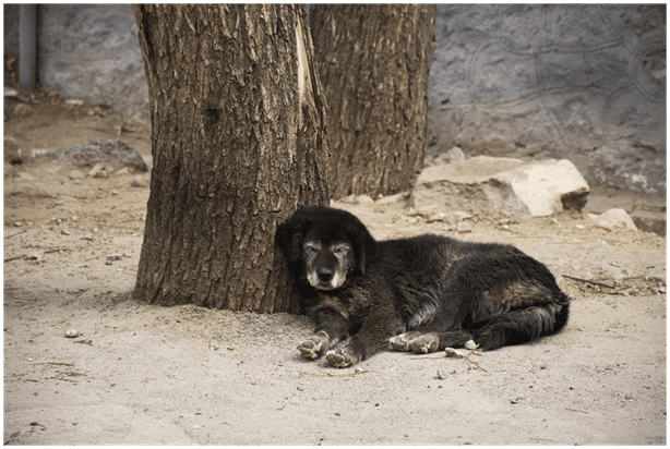 Tibetan Mastiff sitting near a tree
