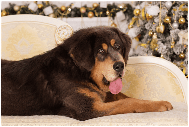 Tibetan Mastiff sitting on a sofa
