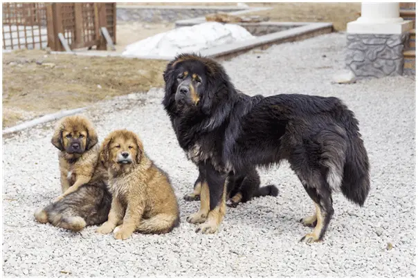 Tibetan Mastiff with puppies
