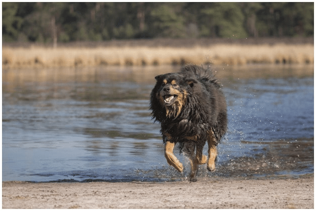 Tibetan Mastiffs running by a river