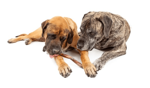 Two English Mastiff dogs eating a doggie treat