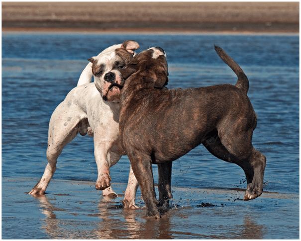 Two English Mastiff dogs playing near a beach