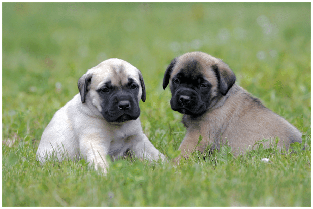 Two Mastiff Puppies sitting on grass