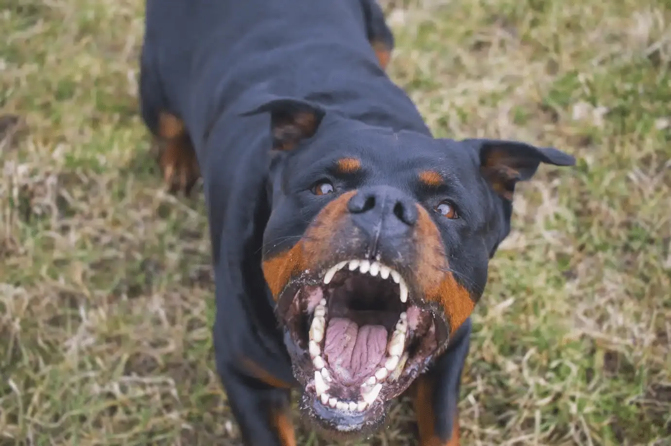 What to Do If a Rottweiler Attacks You