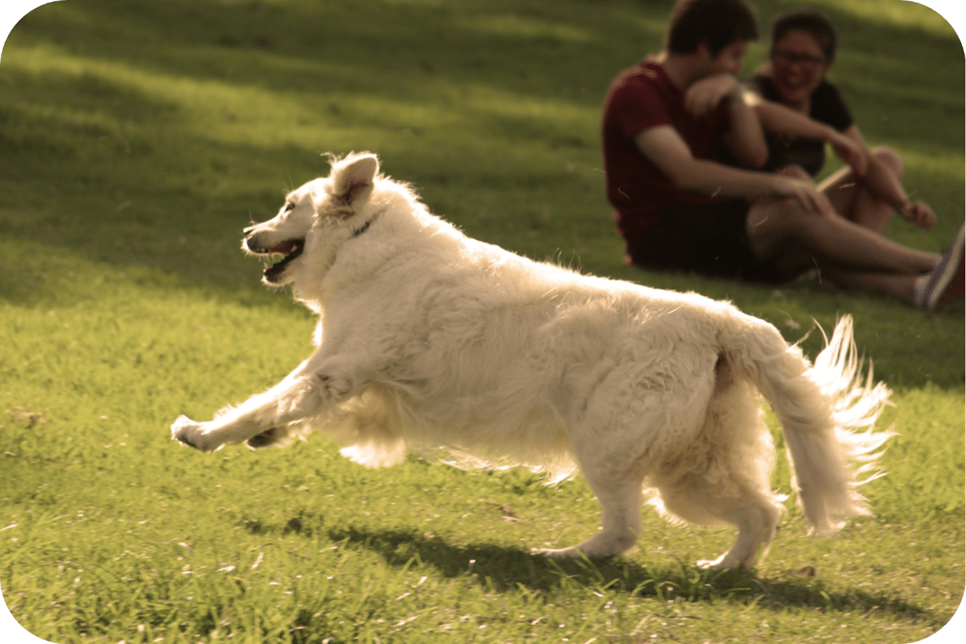 When Do Great Pyrenees Calm Down