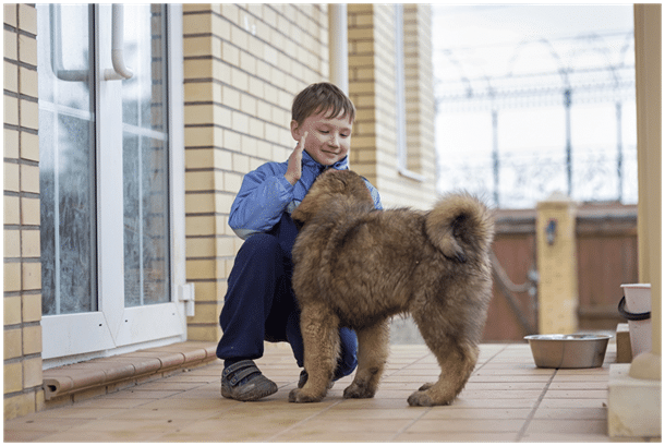 Young boy using body language with Tibetan Mastiff